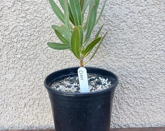 South African Protea flower Claire one gallon plant