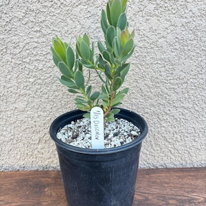 South African Protea flower Leucodendron Discolor one gallon plant