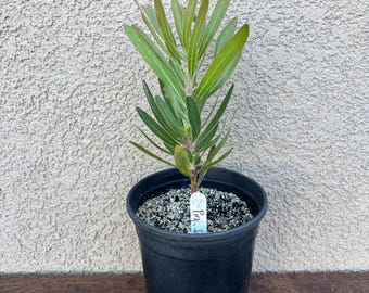 South African Protea flower Pink Ice one gallon plant