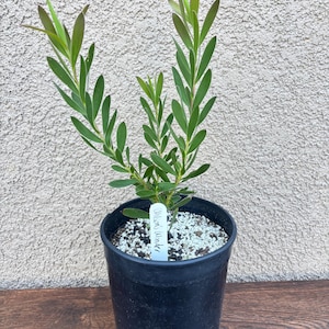 South African Protea flower Leucodendron Wilson’s wonder one gallon plant