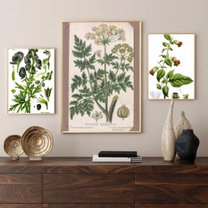 Dark Academia Wall Art, Poisonous Plant Print Set of 3, Vintage Botanical Illustration, Gothic Home Decor, Moody Botanical, Instant Download