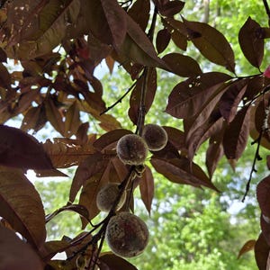 Pfirsichbaum-Stecklinge