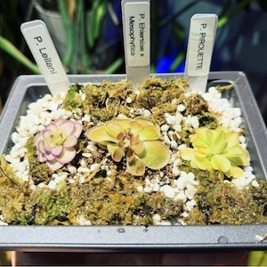 May include: A square, gray plastic container filled with moss, white pebbles, and three small carnivorous plants. Each plant has a different color, including pink, yellow, and green. White labels identify each plant: P. Leilani, P. Ehlersiae x Mesophytica, and P. Pirouette.