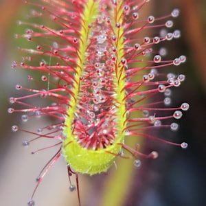 Fungus Gnat Killer - Etsy