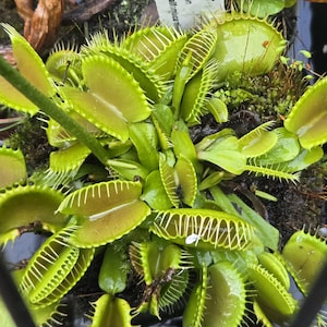 May include: A vibrant green Venus flytrap plant featuring multiple open, hinged leaves with interlocking marginal spines. The plant displays various traps in different stages of development, with some showing reddish interior hues and small white debris.