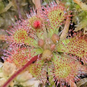 Kit de démarrage pour plantes carnivores Drosera Spatulata