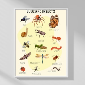 Bugs and Insects Poster for Kids – Printable Learning Chart, Preschool Wall Art, Homeschool PDF, Nature Science Printable Decor