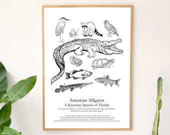 American Alligator Field Guide Poster: A Keystone Species of Florida. 20pt Cardstock. 11x17"