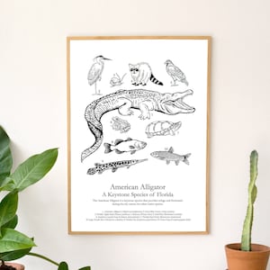 Cartaz do guia de campo do jacaré americano: uma espécie-chave da Flórida. Cartão 20pt. 11x17"