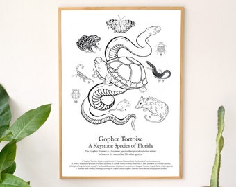 Gopher Tortoise Field Guide Poster: A Keystone Species of Florida Print 11x17"