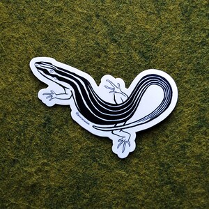 Six Lined Racerunner Lizard Sticker. Hand Drawn. Waterproof Matte Vinyl ...