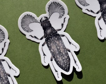 Feather Horned Beetle Sticker. Watercolor. Waterproof. UV Resistant. Dishwasher Proof. 3x2"