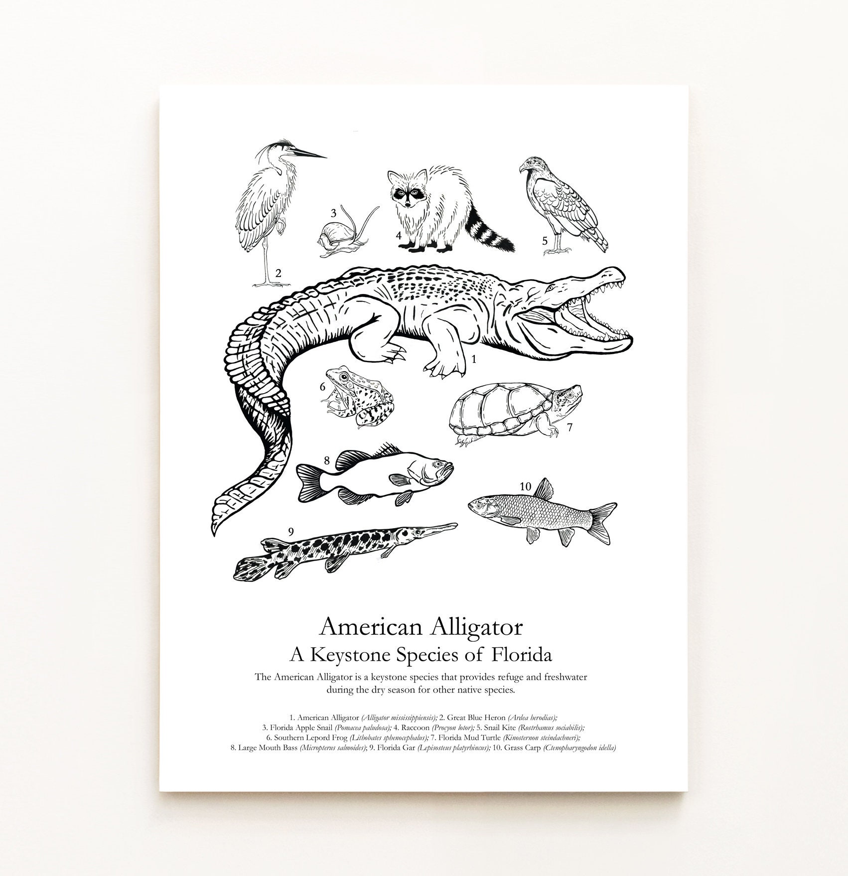 American Alligator Field Guide Poster: A Keystone Species of 