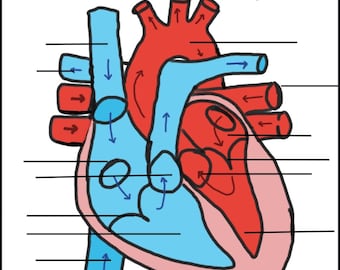 Cardiac Anatomy Practice