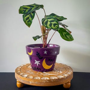 May include: A potted Calathea plant with dark green and light green patterned leaves sits in a purple ceramic pot. The pot is hand-painted with yellow crescent moons, white stars, and black leafy sprigs against a solid purple background.