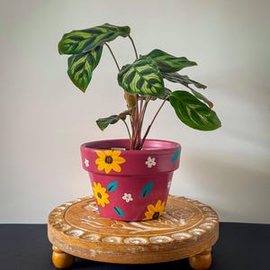 May include: A Calathea plant with dark green and light green patterned leaves in a magenta flower pot. The pot is hand-painted with yellow sunflowers, small white flowers, and teal leaves. The plant has thin reddish stems and green foliage.