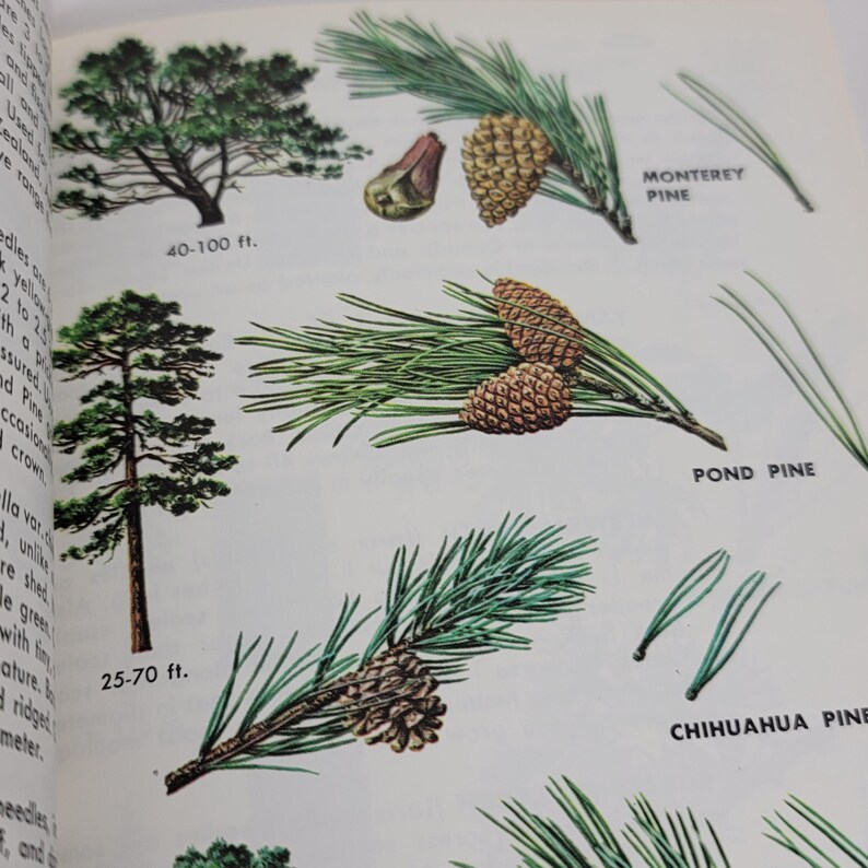 1986 Field Guide Trees of North America Identification Book - Etsy