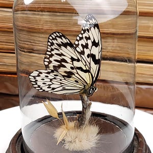 ミッドセンチュリー　バタフライ　ガラスドーム　蝶々　置物　ビンテージ Vintage Butterfly Dome - Etsy