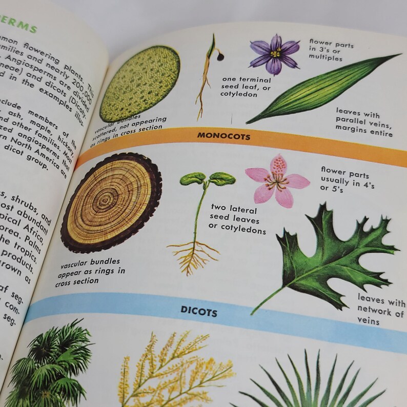1986 Field Guide Trees of North America Identification Book - Etsy