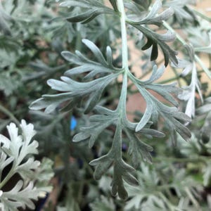 Peut inclure: Gros plan d'une plante aux feuilles vert argenté et plumeuses. Les feuilles sont finement divisées et ont un aspect doux et texturé. Les tiges de la plante sont visibles, et l'arrière-plan est flou, suggérant une faible profondeur de champ.