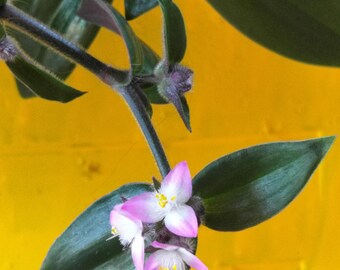 Tradescantia blossfeldiana 'Red Hill'