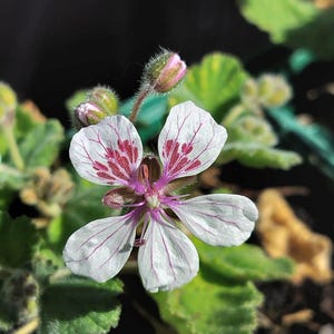 Erodium pelargoniiflorum 'Sweetheart'
