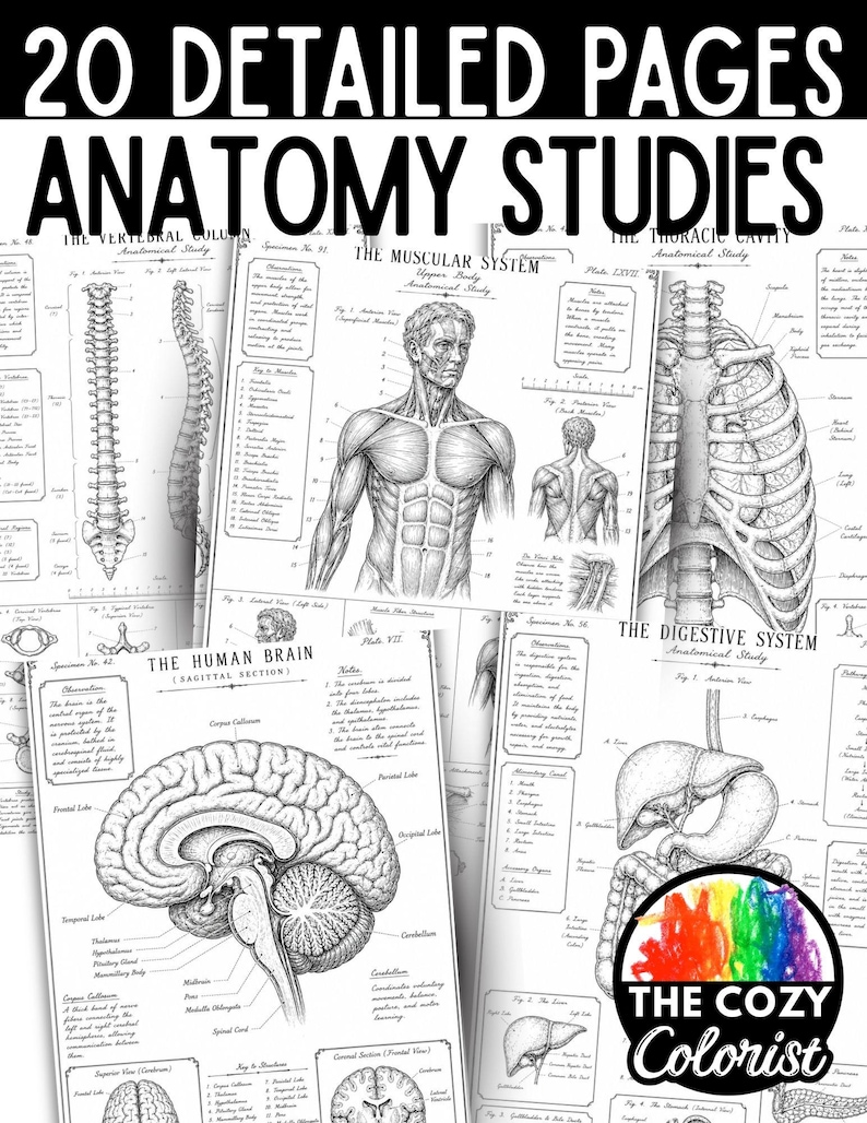 20 Vintage Anatomy Coloring Pages Bundle, Human Body Science Coloring ...