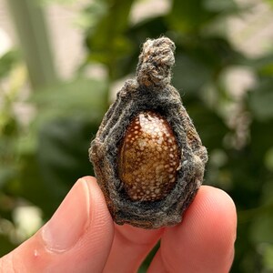 Sacred Bia Kae Shell Amulet – Powerful Thai Talisman for Protection & Fortune image 1