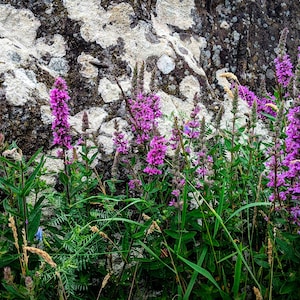 Loosestrife (Photo Print)