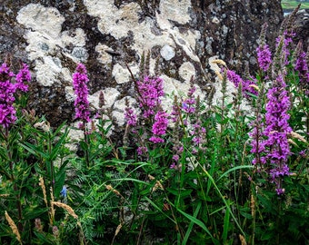 Loosestrife (Photo Print)