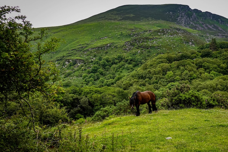 May include: A brown horse grazes in a lush green meadow, with a backdrop of dense forest and a rolling, grassy mountain under an overcast sky. The scene evokes a sense of tranquility and natural beauty.