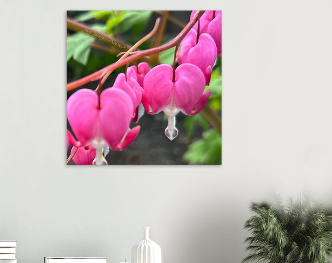 Bleeding Heart Flowers Invite You To Stop and Breathe