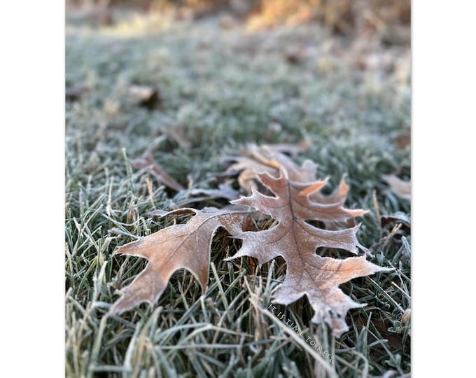 First Frost Print Invites You to Rest