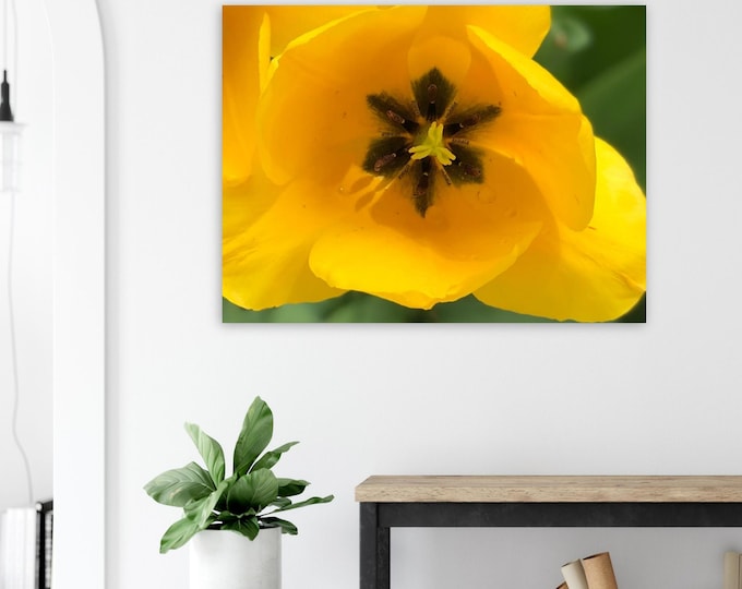 Yellow Tulip Invites You to Breathe wall art