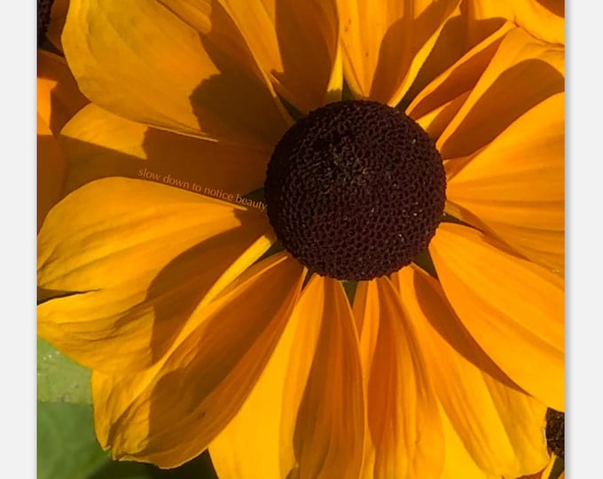 Black-Eyed Susan Print Invites You to See Beauty All Around