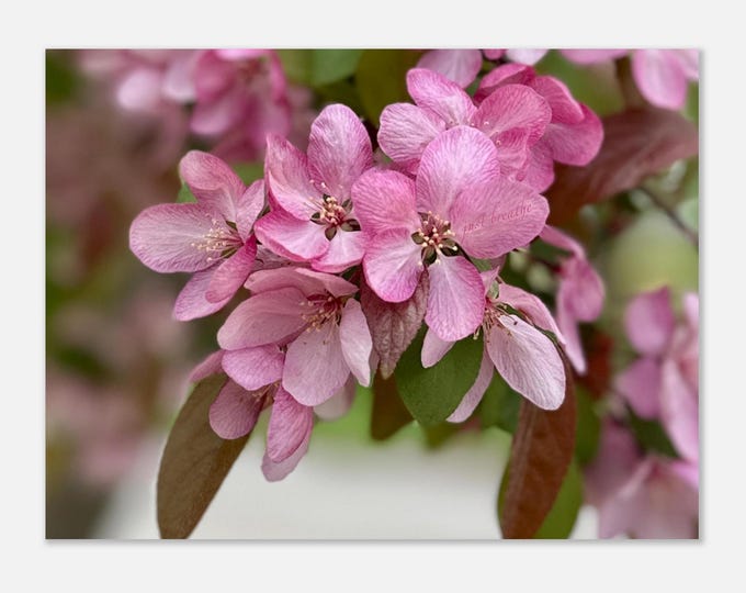 Blooming Spring Tree Invites You to Breathe Wall art