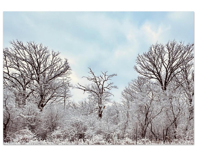 Frost-Covered Forest Photo Invites You to Slow Down and Breathe