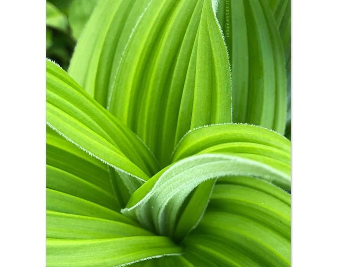 Green Hosta Print Invites You to Inhale and Exhale