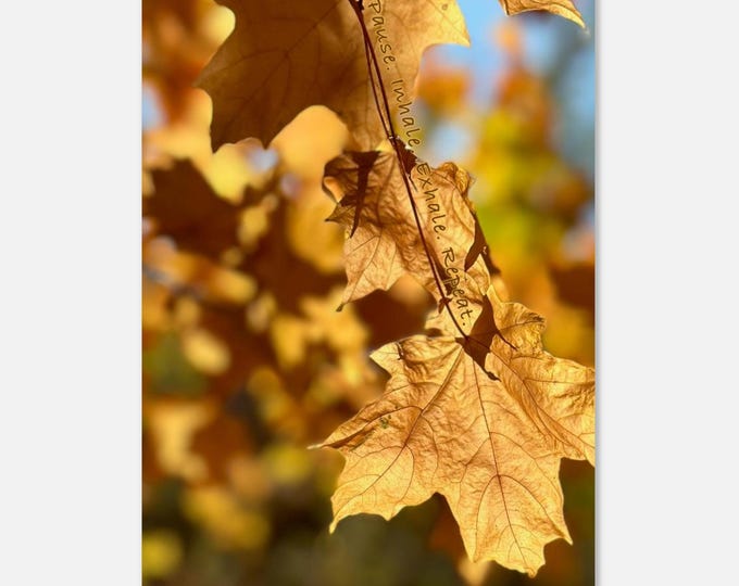 Fall Sun-Soaked Maple Leaf Print Invites You to Inhale and Exhale