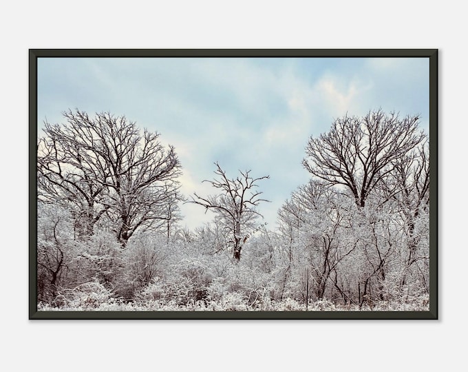 Frost-Covered Tree Photo Invites You to Slow Down and Breathe