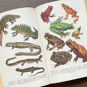Vintage sällsynt bok om amfibier och reptiler 1988, djur, ormar, ödlor, grodor, sköldpaddor, illustrationer, herpetologi