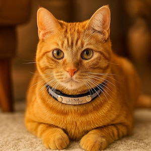 Collier pour chat personnalisé avec plaque signalétique gravée - Collier de sécurité réglable avec nom et numéro de téléphone pour chaton et chat adulte