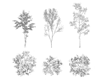library 80 trees roots and plants JPEG | 2D photoshop | high resolution elevation plan | illustration architecture