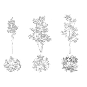 Könnte beinhalten: Schwarz-Weiß-Illustrationen verschiedener Bäume. Das Bild zeigt Seiten- und Draufsichten verschiedener Baumarten, ideal für Architektur- oder Landschaftsdesignprojekte.