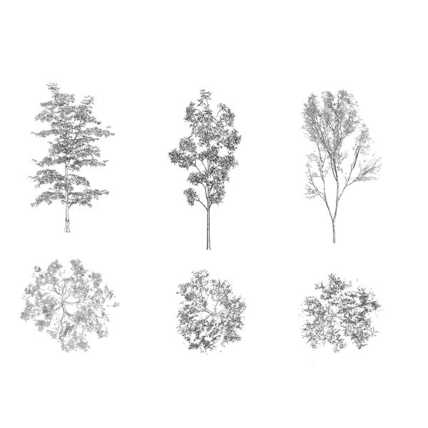 Trees for Architecture - Etsy