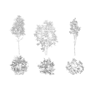 Op de afbeelding: Zwart-wit illustraties van bomen in diverse uitvoeringen. De afbeelding toont zowel zijaanzichten als bovenaanzichten, ideaal voor architectuur- of landschapsontwerpprojecten.