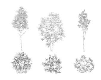 Può includere: Disegno a tratto in bianco e nero di vari alberi. L'immagine mostra diversi stili di alberi, tra cui viste laterali e dall'alto. Gli alberi hanno fogliame e rami dettagliati, presentati in uno stile minimalista.