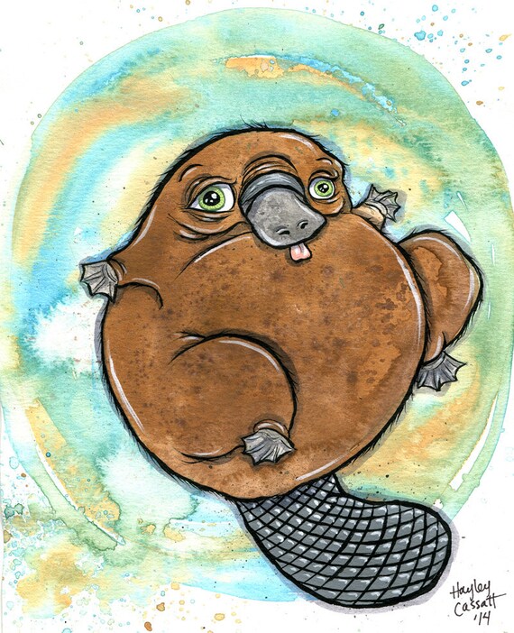 Baby Platypus Etsy