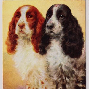 Carte postale d'artiste vintage, COCKER SPANIELS, D Tempest, vers 1950, série Bamforth Good Luck