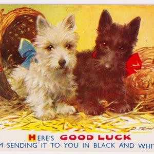 Carte postale écossaise d'artiste vintage, chiens SCOTTIE noir et blanc, BONNE CHANCE, D Tempest, années 1950, Bamforth